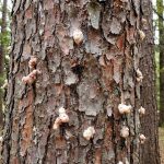 Southern pine beetle pitch tubes on pine tree bark in Lexington, Kentucky