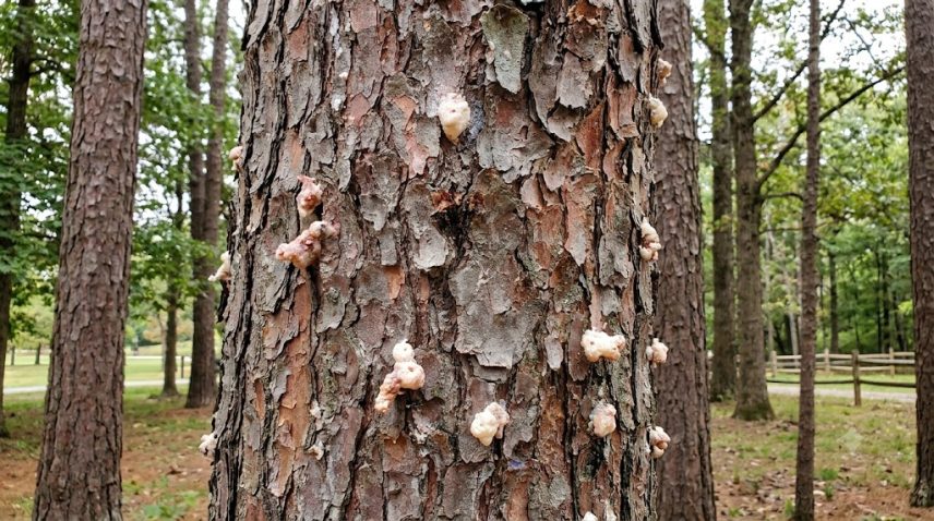 Southern pine beetle pitch tubes on pine tree bark in Lexington, Kentucky