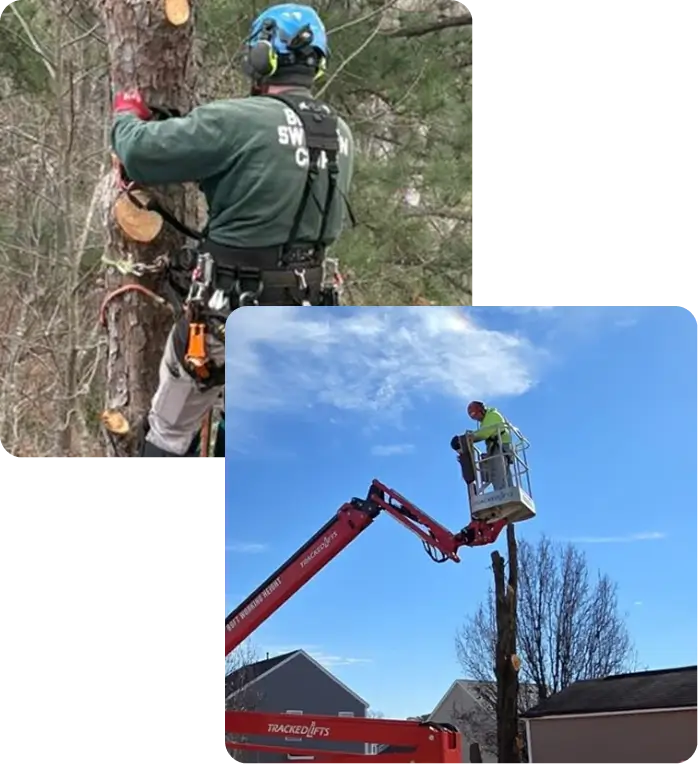 Veteran-Owned Tree Care Driven by Honor & Integrity