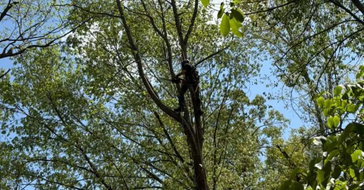 ISA-certified arborist climbing a large oak during a sectional tree removal job