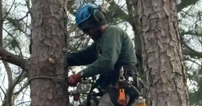 Arborist trimming a mature live oak tree in Lexington, SC during the ideal pruning season to reduce storm damage and improve tree health