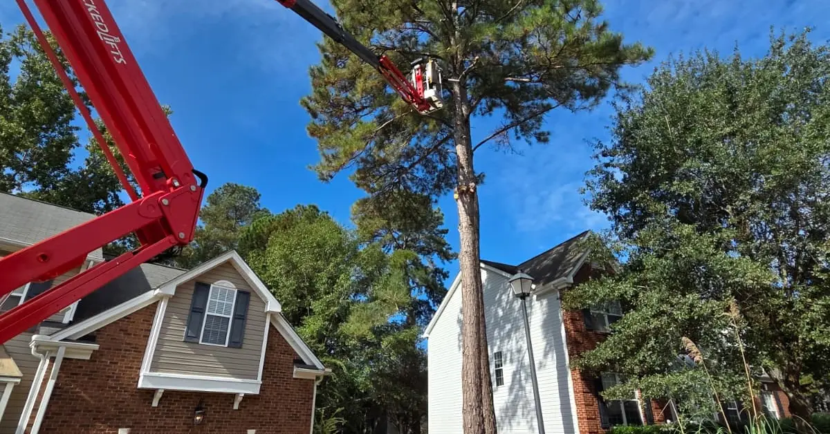 Dixon Trees climber pruning the upper canopy of a mature pine tree