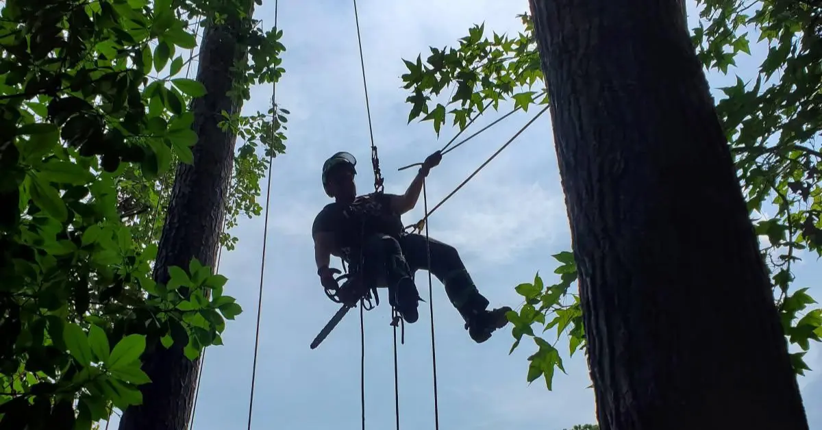 Cabled tree showing professional steel cable installation between two main limbs