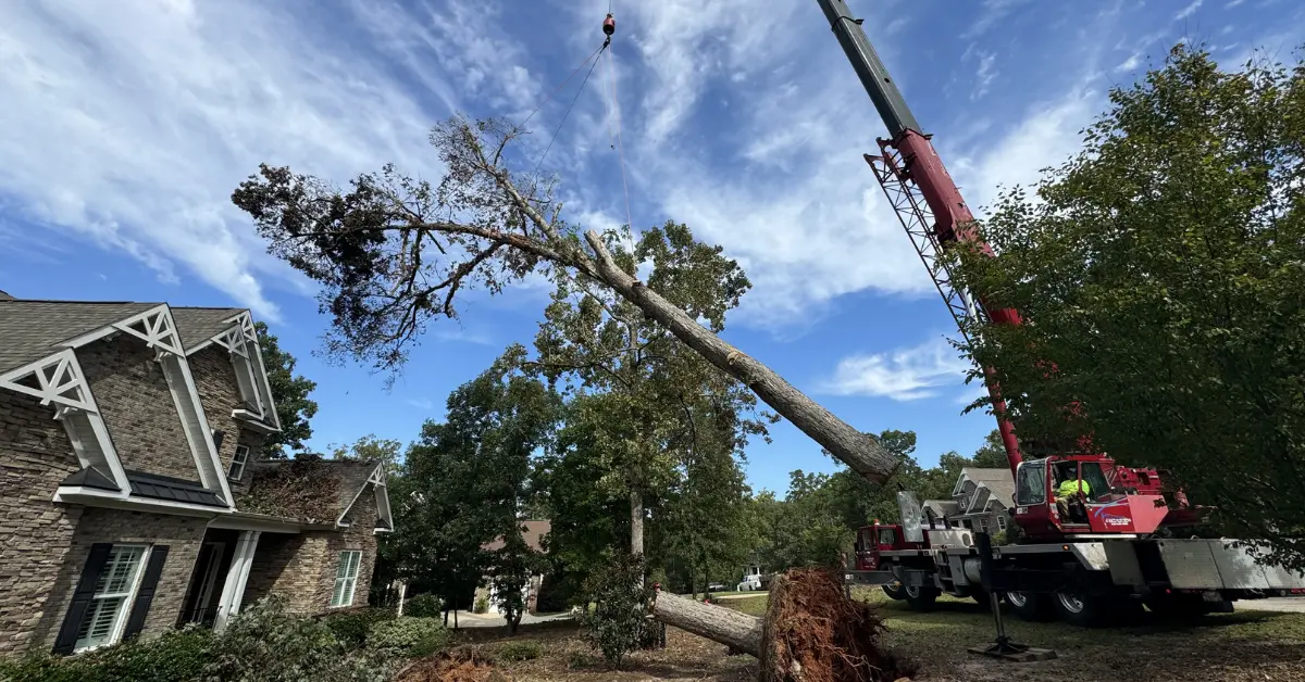 Dixon Trees professional rigging a large limb down safely between two homes