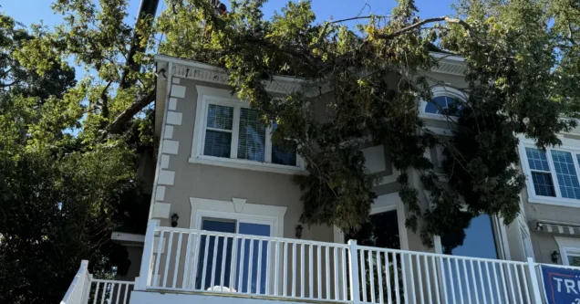 When To Call For Emergency Tree Service in Columbia SC?