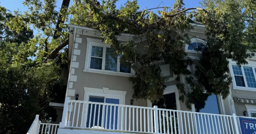 when to call for emergency tree services in columbia sc