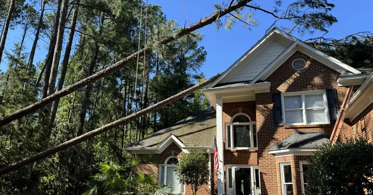 Dixon Trees providing tree services in Newberry, SC