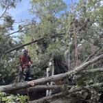Large loblolly pine being safely removed by a certified arborist in Lexington County, South Carolina.