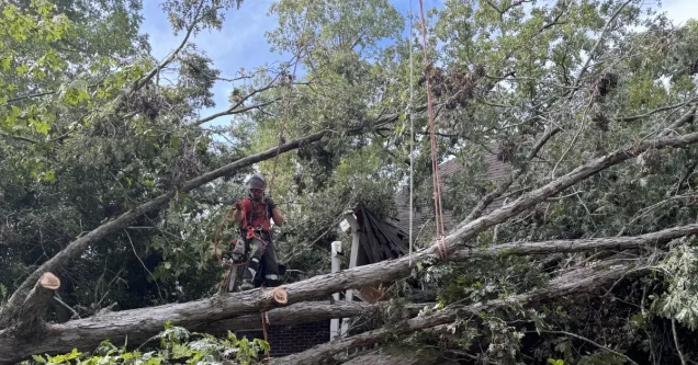 4 Reasons DIY Large Tree Removal Is Excessively Dangerous in Lexington County