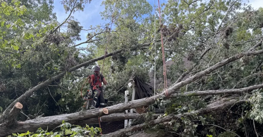 Large loblolly pine being safely removed by a certified arborist in Lexington County, South Carolina.