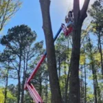 Tree Removal