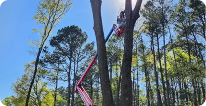 Tree Removal