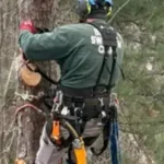 Tree Trimming