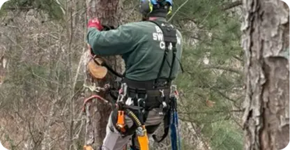 Tree Trimming