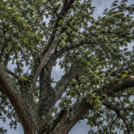 Mature tree exposed to severe weather conditions in Columbia, SC